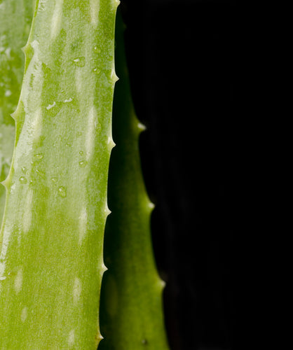 Belrose Special Order