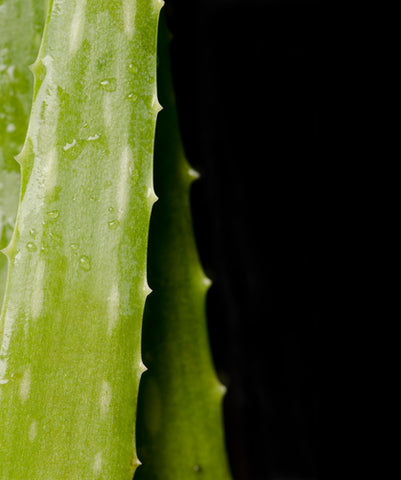 Belrose Special Order