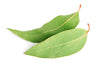 Garden of Eden Eucalyptus Essential Oil