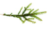 Garden of Eden Fir Needle Oil
