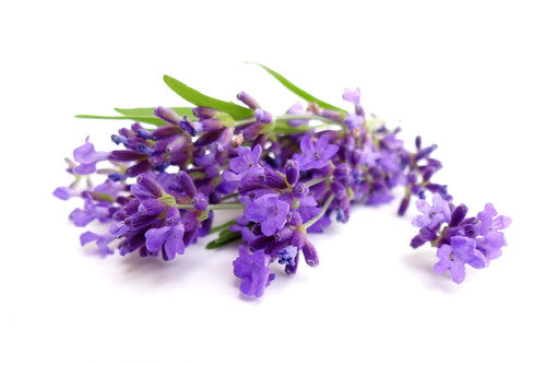 Garden of Eden Lavender Essential Oil