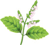 Garden of Eden Patchouli Essential Oil